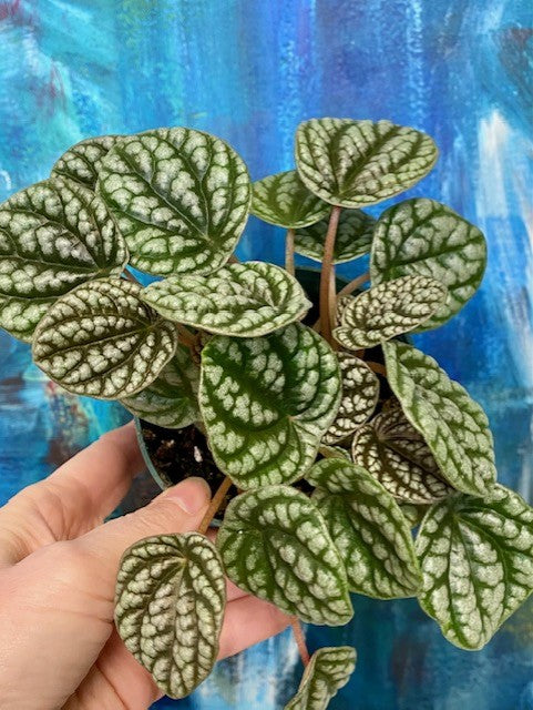 Peperomia Burbella 4"