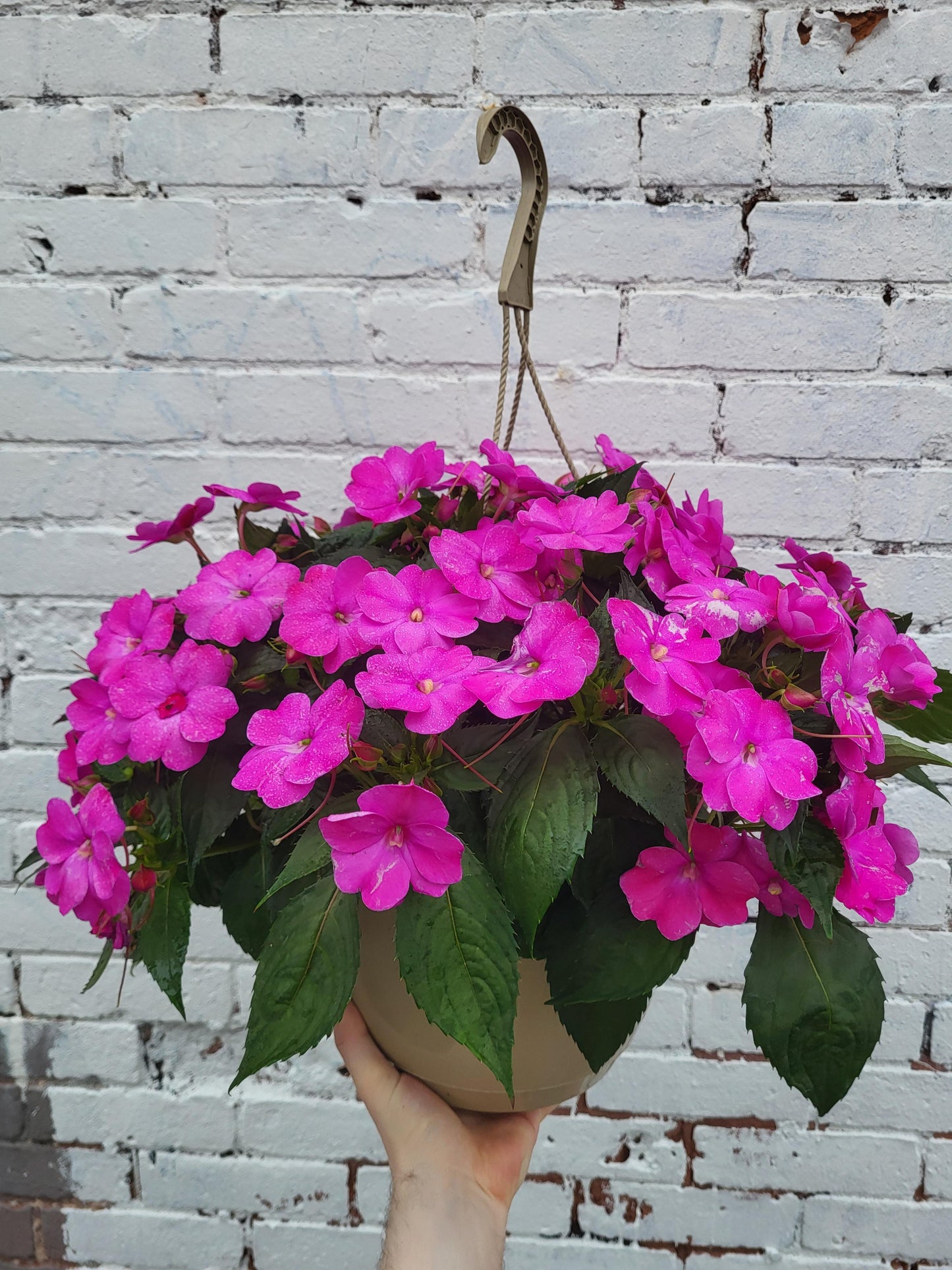 New Guinea Impatiens mixed colors
