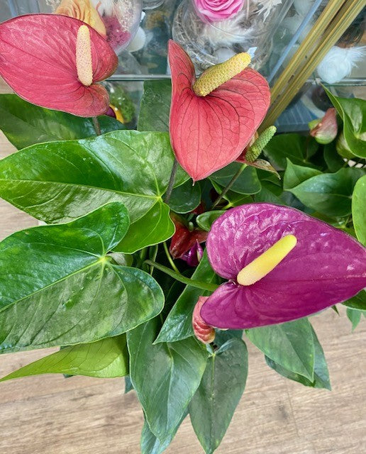 Anthurium