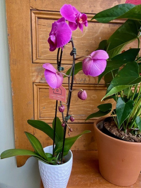Orchid in Ceramic Pot
