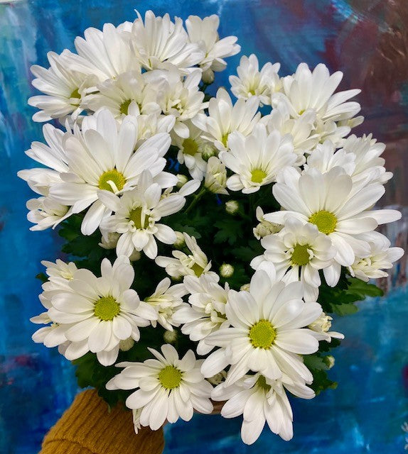 Potted Chrysanthemum 6"- Spring colors