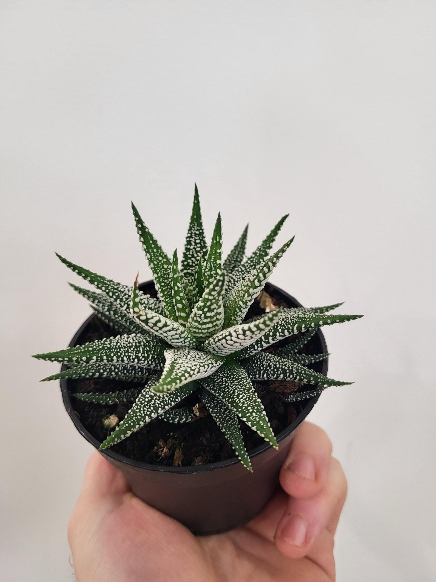 Haworthia 'Cape Town'
