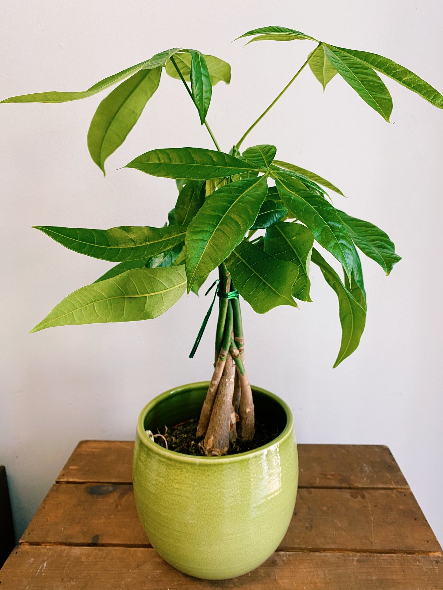 Pachira aquatica - Money Tree
