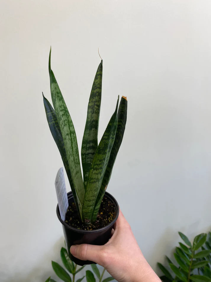Sansevieria 'Black Coral' (Dracaena) - Snake Plant
