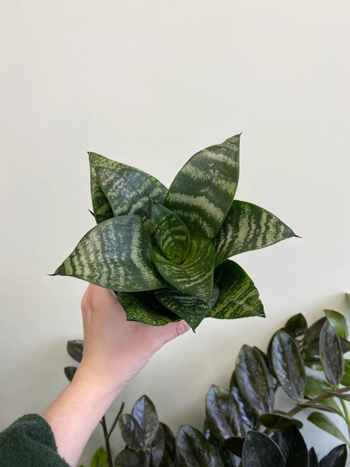 Bird's Nest Sansevieria (Dracaena) - Snake Plant