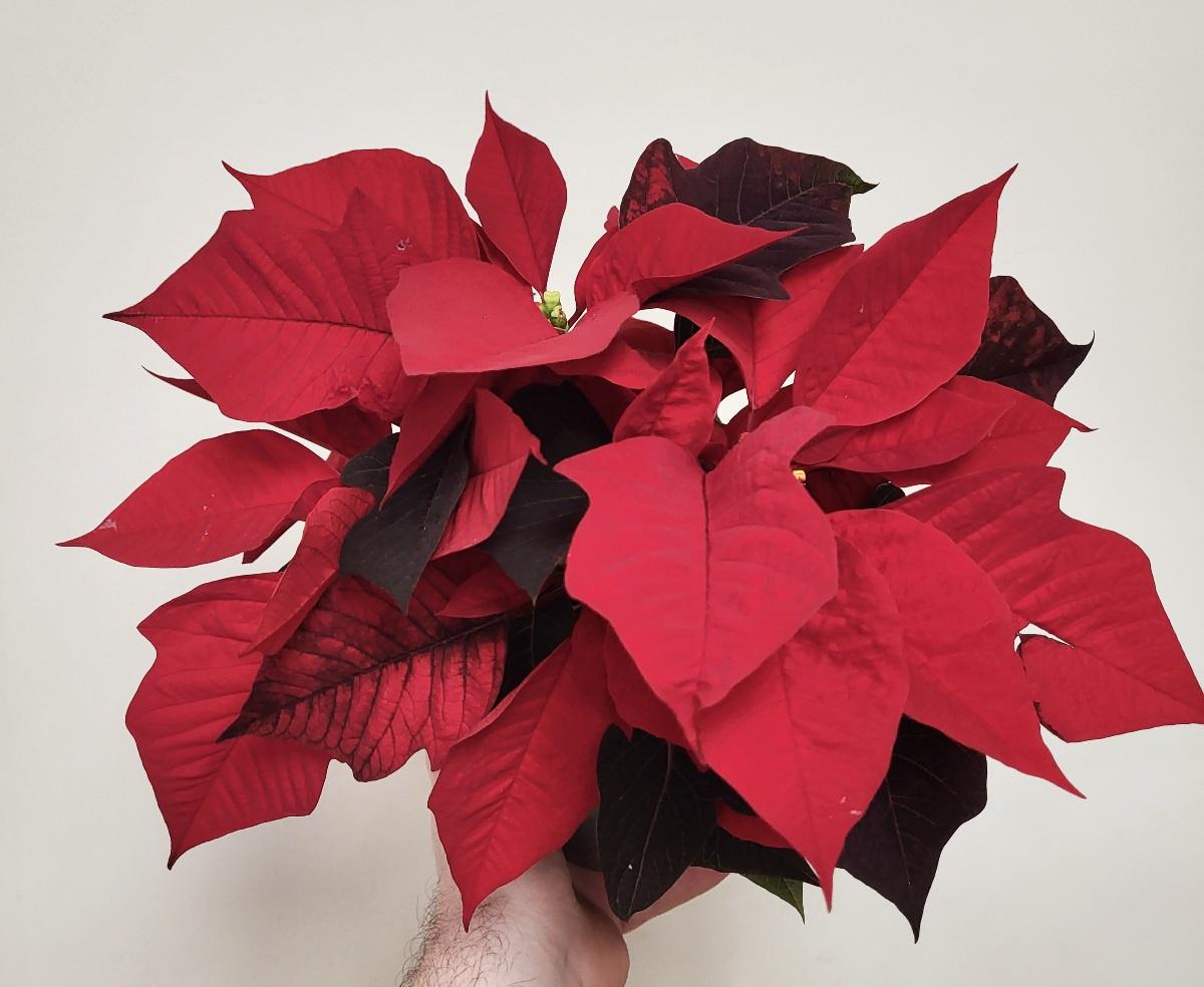 Poinsettia - Euphorbia pulcherrima