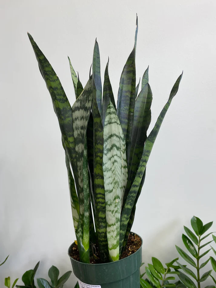 Sansevieria 'Black Coral' (Dracaena) - Snake Plant