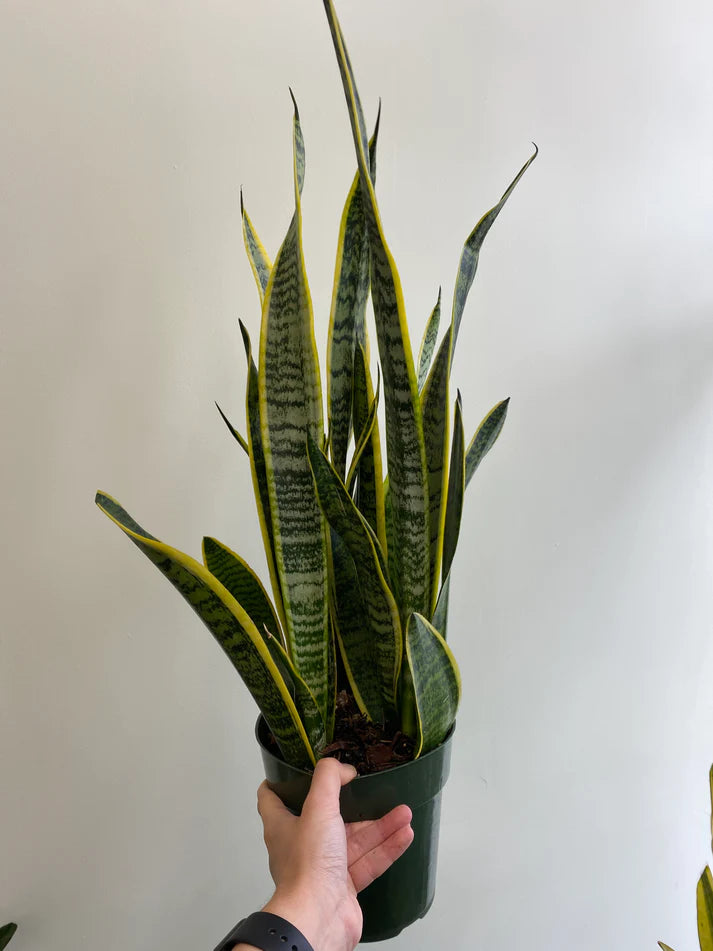 Sansevieria 'Laurentii' (Dracaena) - Snake Plant