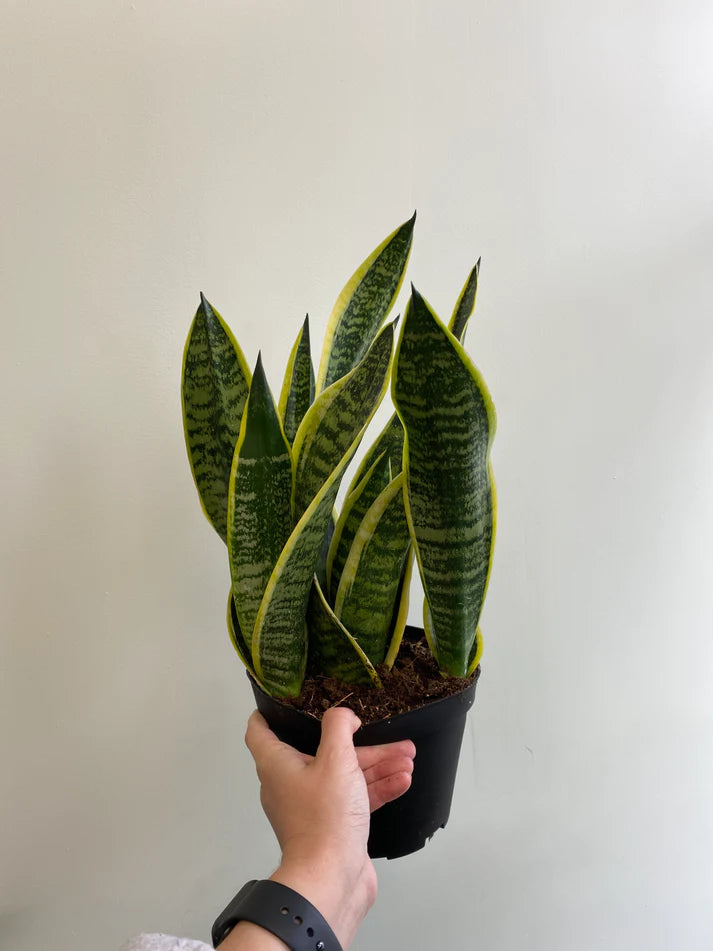 Sansevieria 'Superba Futura' (Dracaena) - Snake Plant