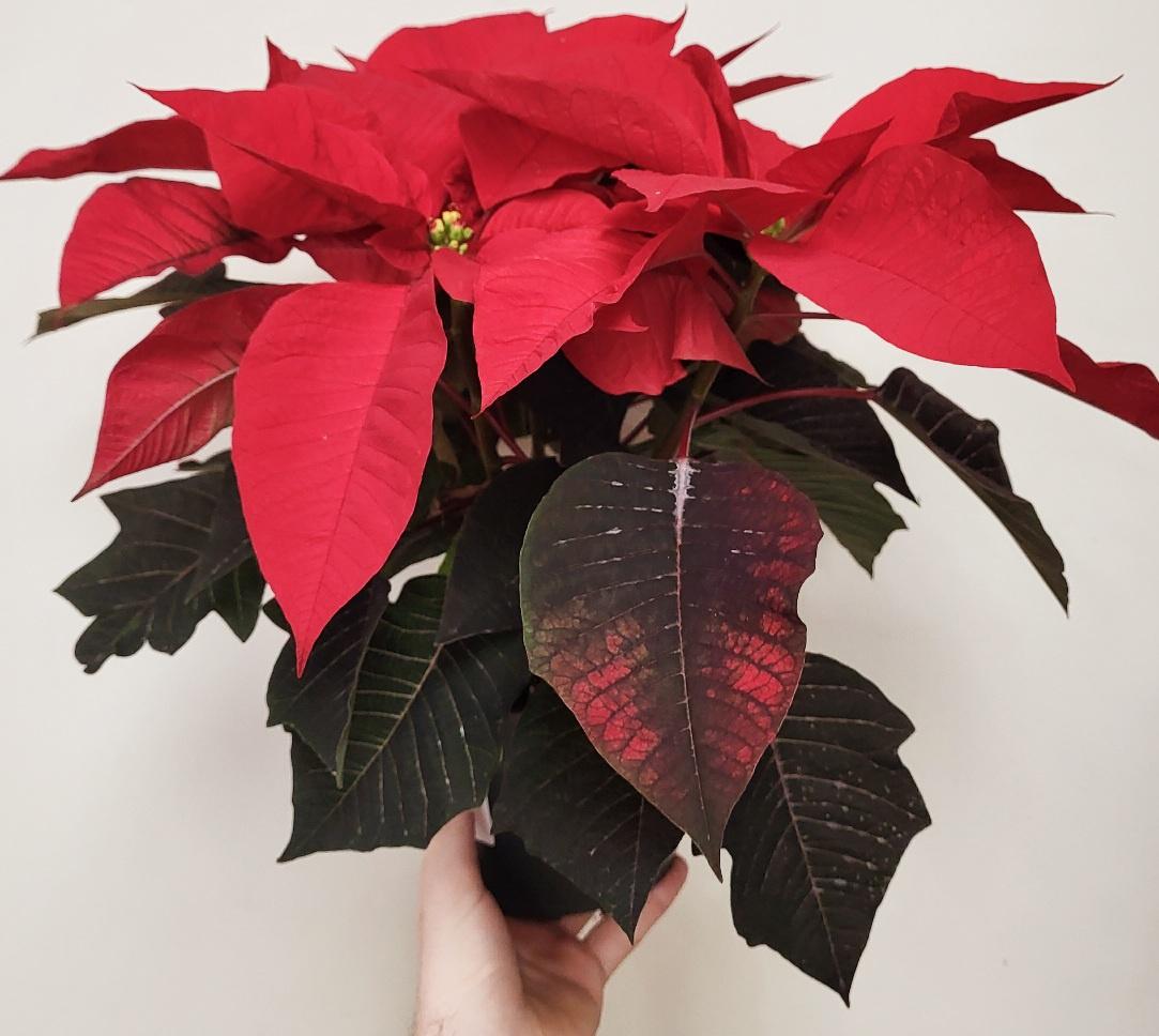 Poinsettia - Euphorbia pulcherrima