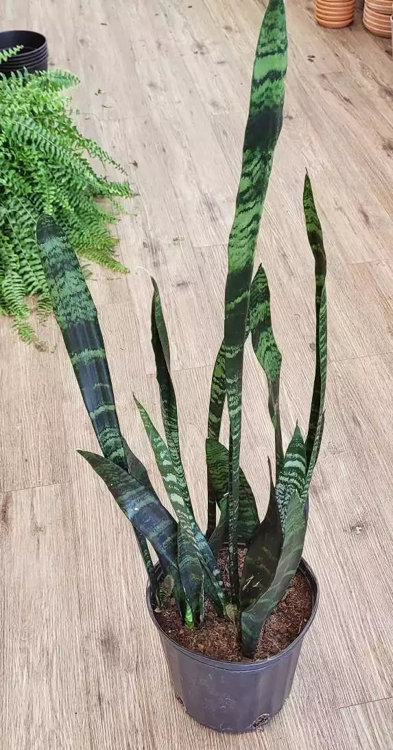 Sansevieria 'Black Coral' (Dracaena) - Snake Plant