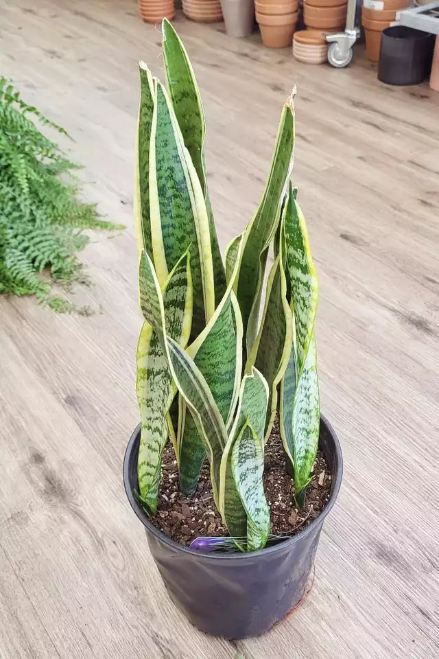 Sansevieria 'Laurentii' (Dracaena) - Snake Plant