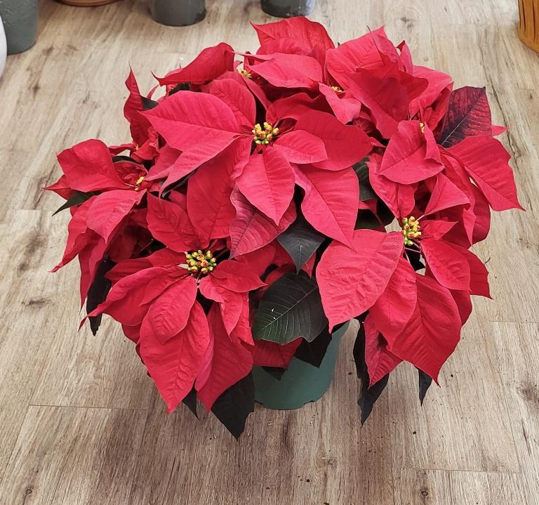 Poinsettia - Euphorbia pulcherrima