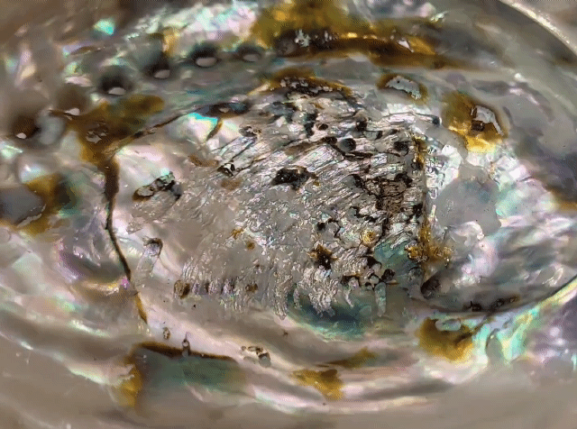 Abalone Shell