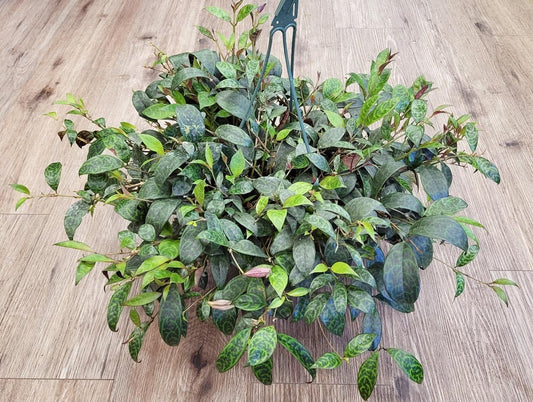 Aeschynanthus marmoratus 'Black Pagoda' -  Black Pagoda Lipstick Plant