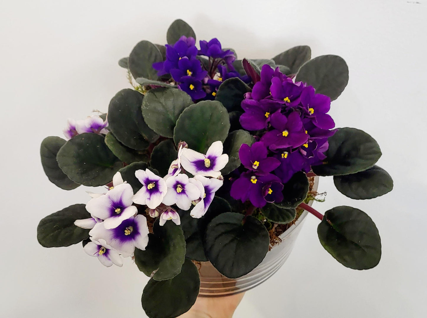 Africa in violet planter in ceramic bowl