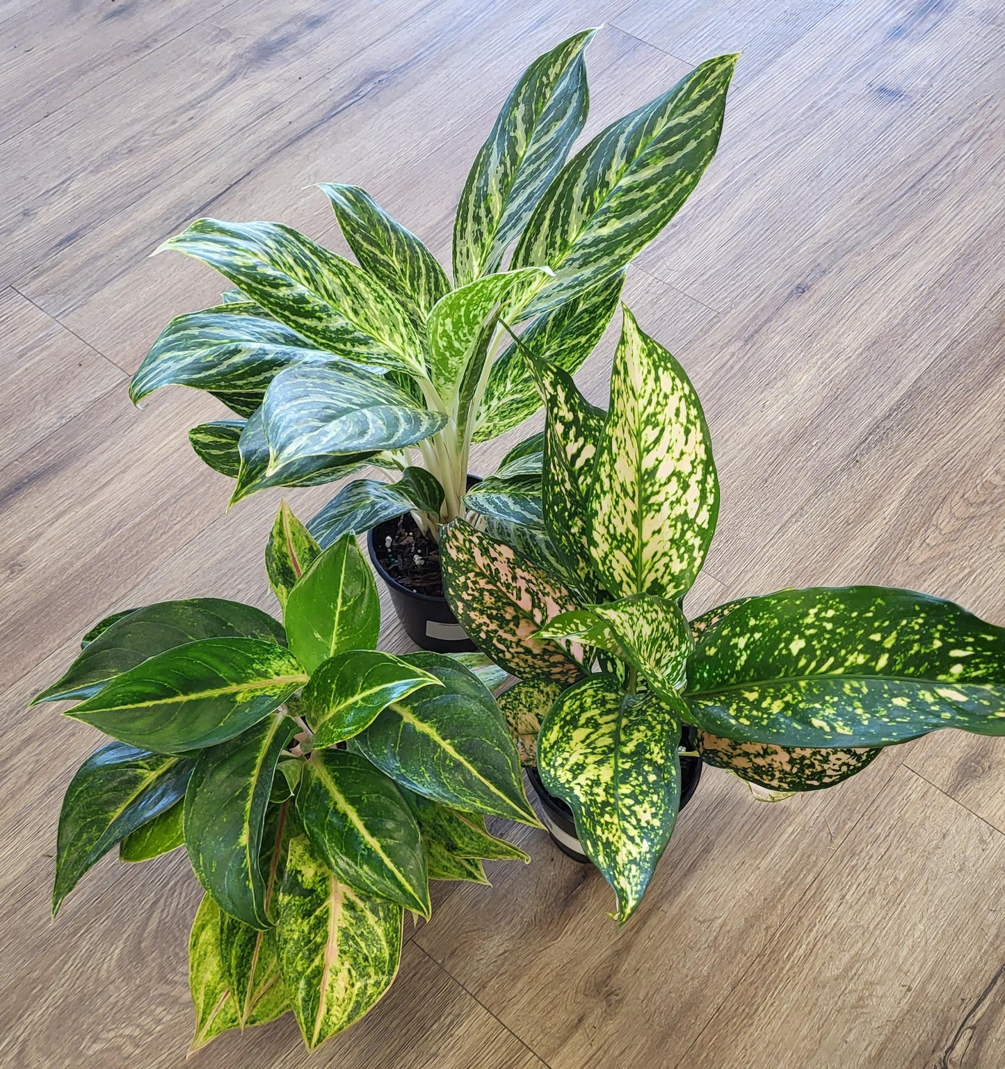 Aglaonema / Chinese Evergreen (assorted)