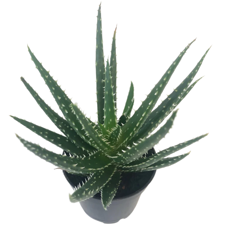 Aloe 'Delaine'