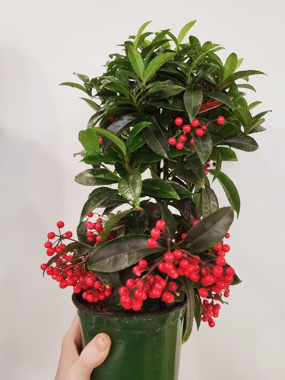 Ardisia crenata - Christmas Berry/Coral Berry Wild Willy's and Flowers