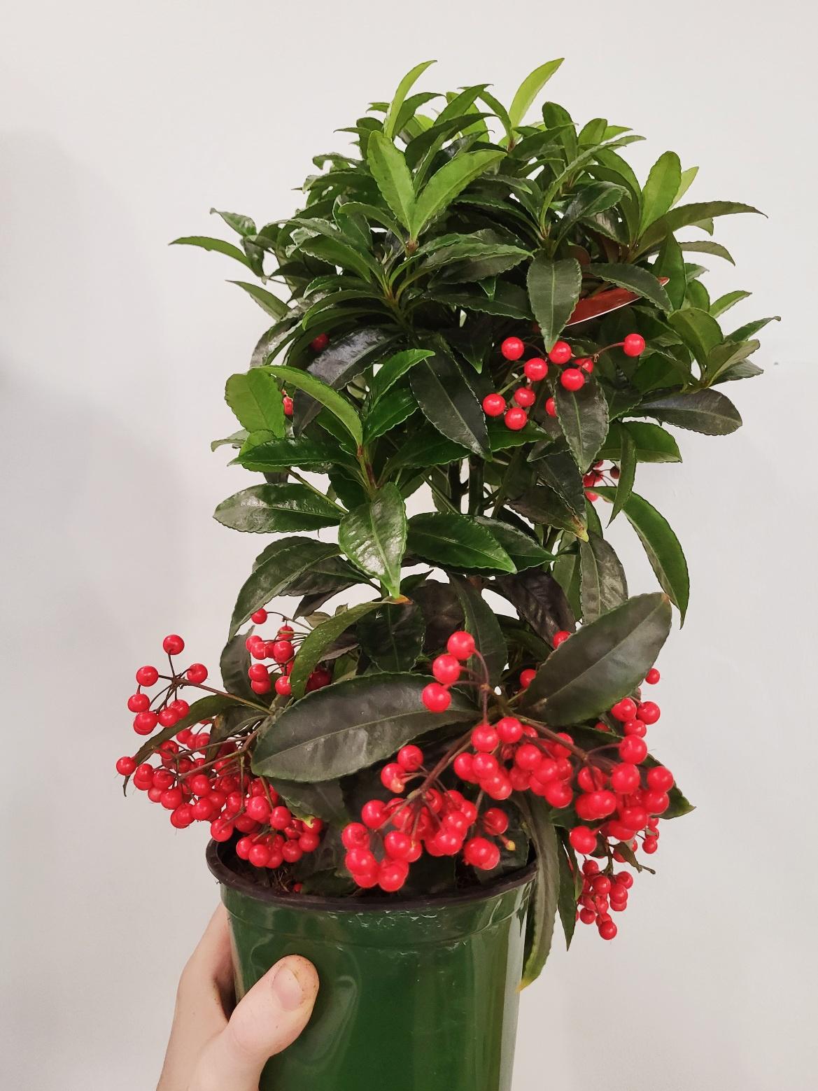 coral berry house plant Ardisia crenata