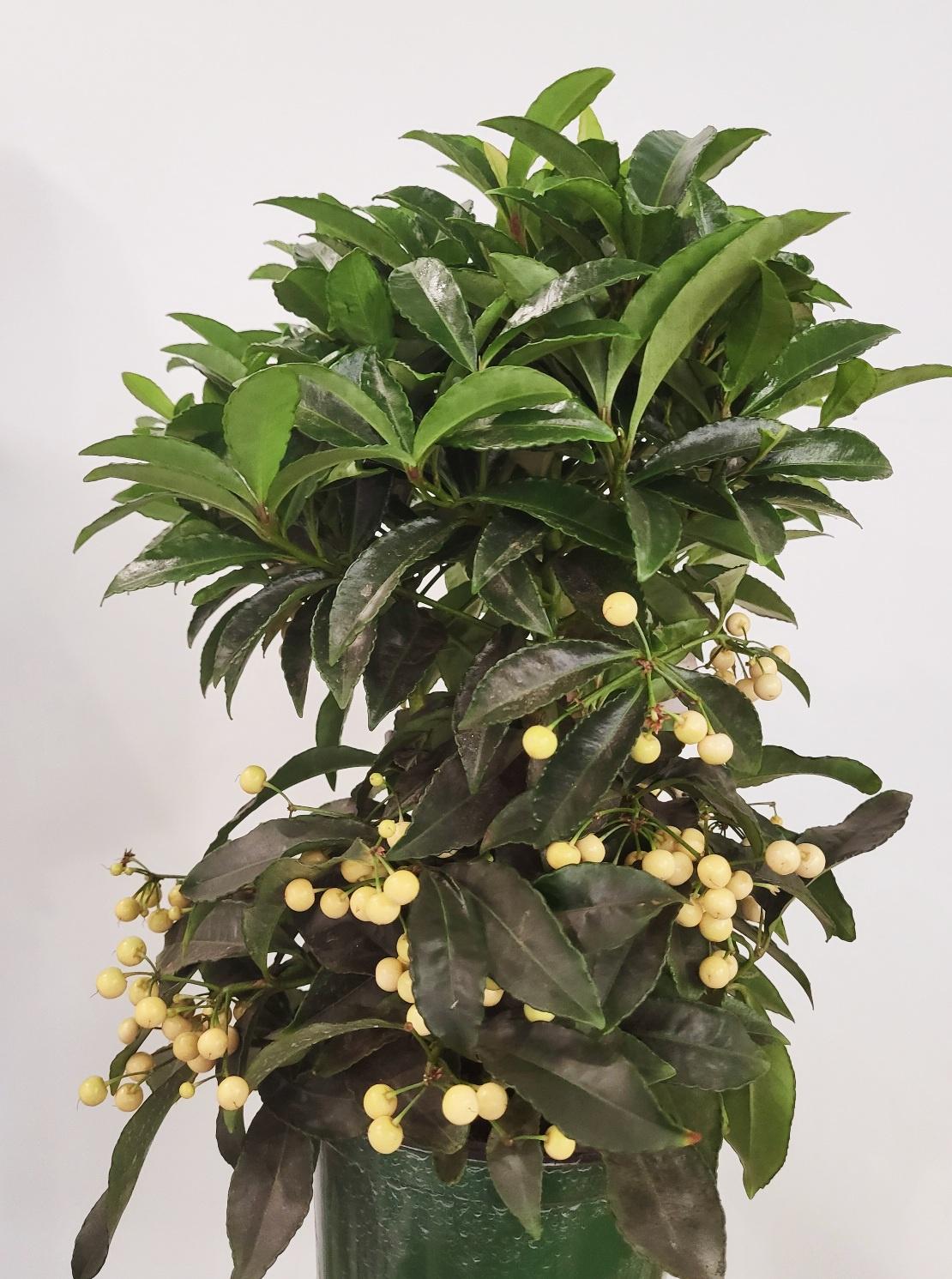 Ardisia crenata - Christmas Berry/Coral Berry