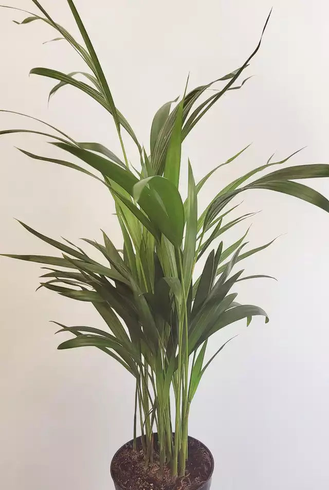 areca palm ottawa Dypsis Lutescens