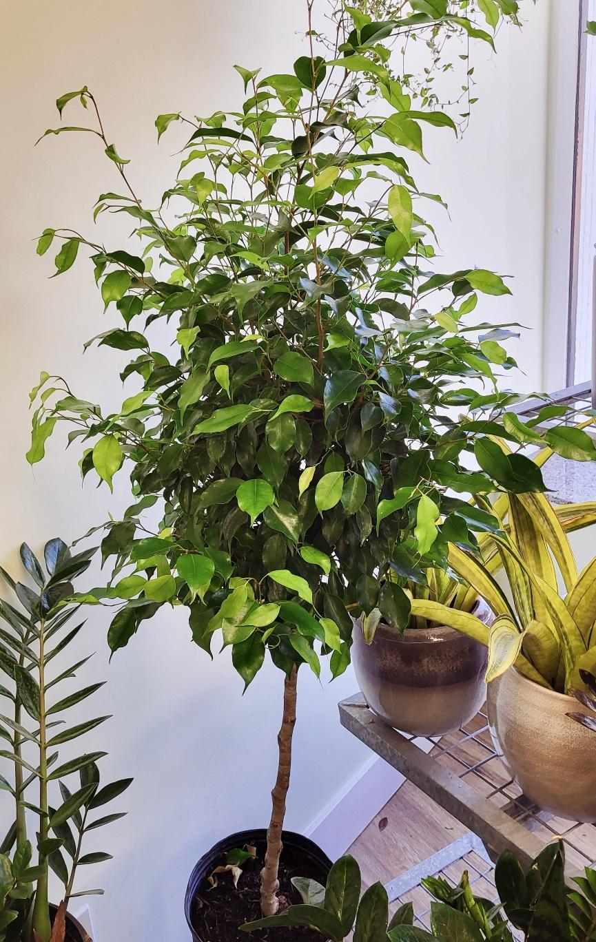 Ficus benjamina Green