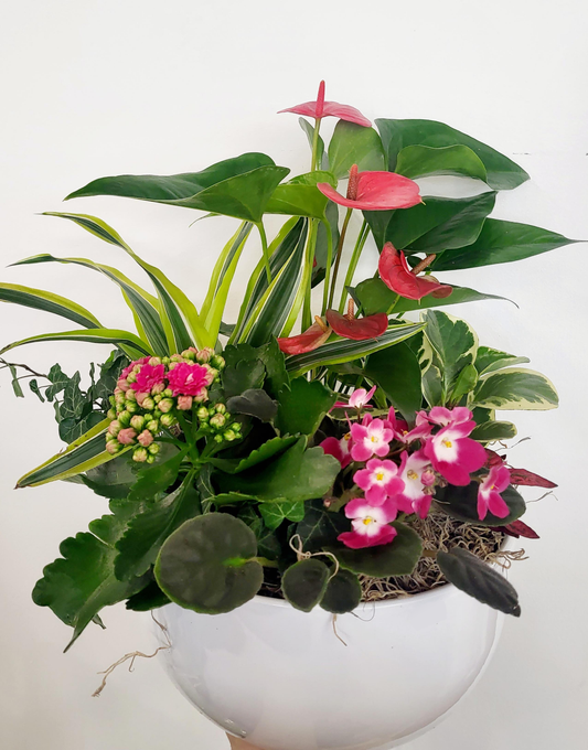 10" Bright Anthurium Planter
