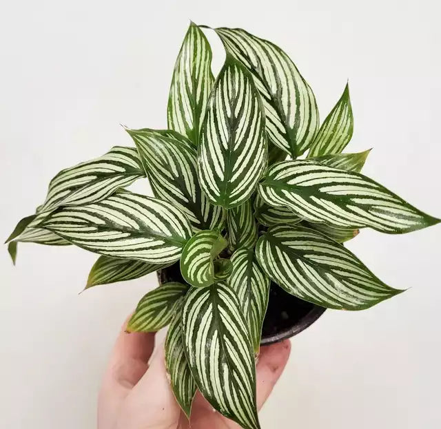 Calathea vittata - Velvet Calathea