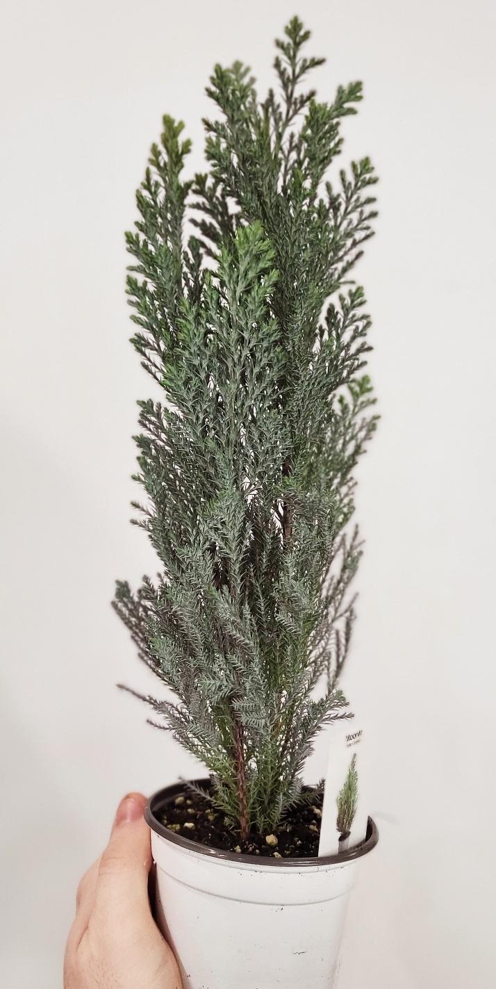 Chamaecyparis 'Ellwoodii' - Lawson's Cypress