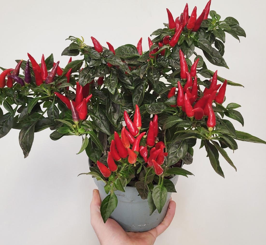 Capsicum hybrid - Ornamental Chili Pepper mixed colours