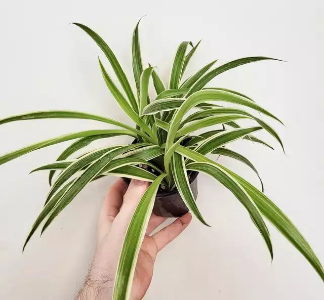 chlorophytum reverse spider plant Chlorophytum 'Reverse/Ocean' Spider Plant – Wild Willy's Plants and Flowers