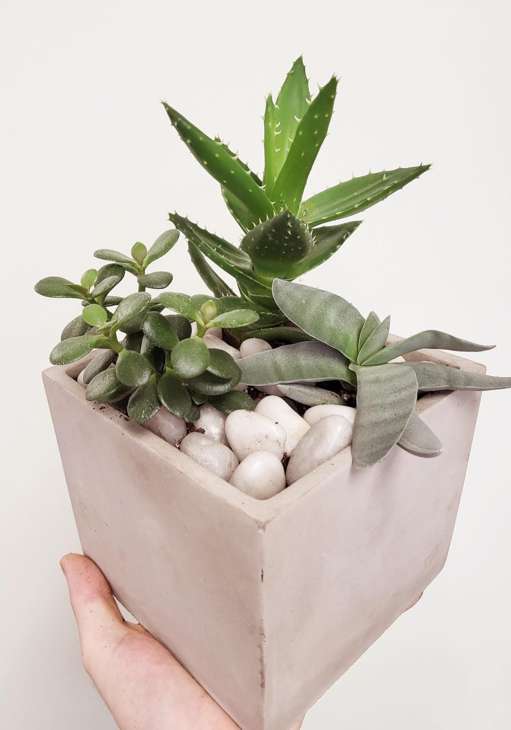 Succulent Planters, Assorted Styles