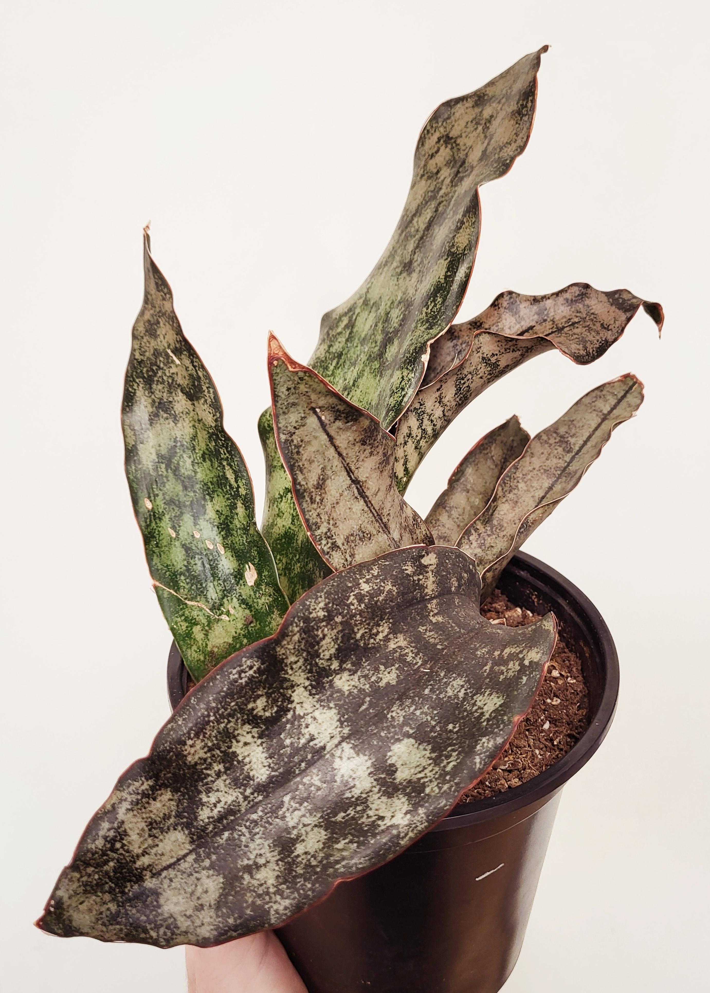 sansevieria kirkii brown Sansevieria kirkii 'Coppertone'