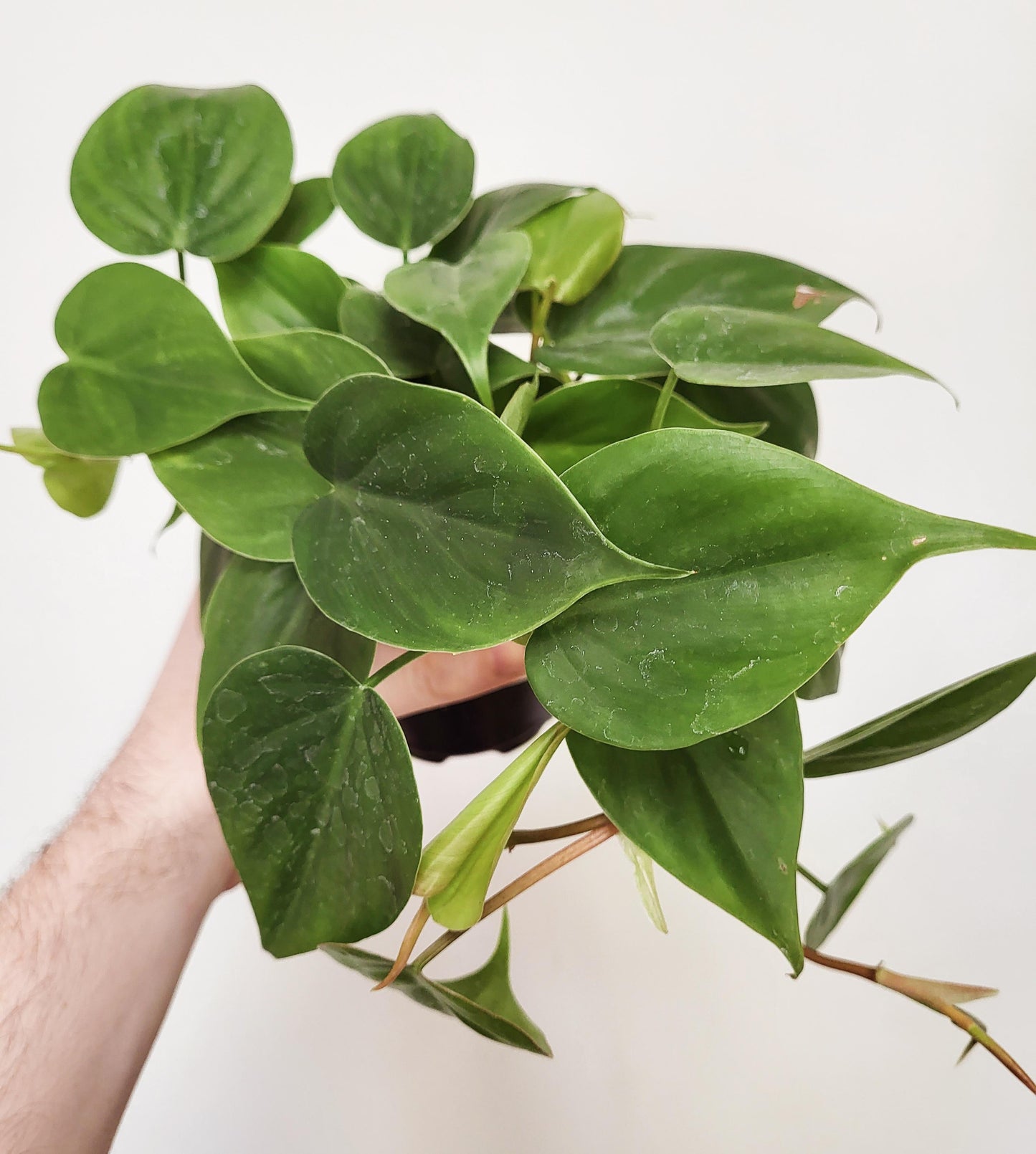 Philodendron cordatum