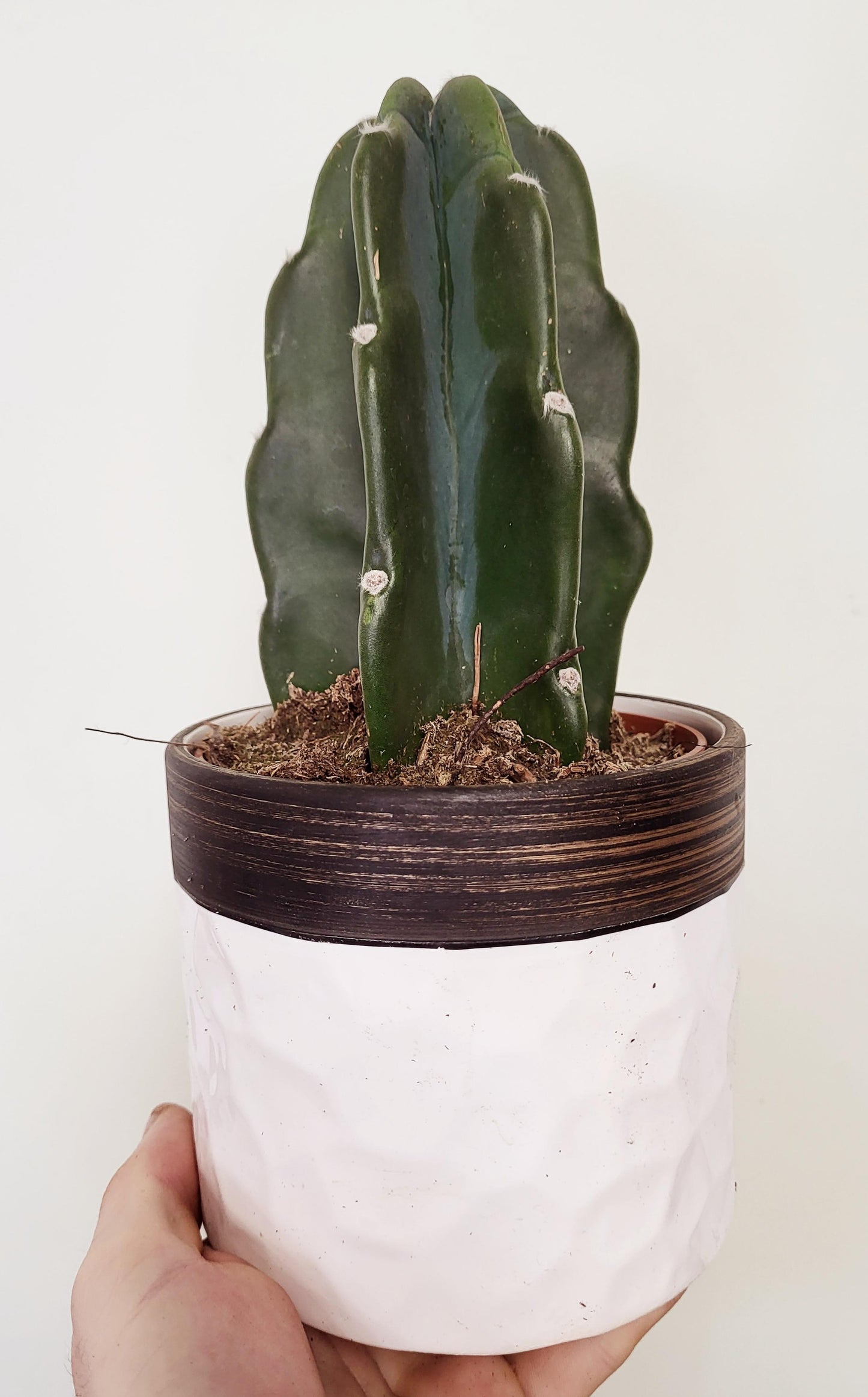 Cereus jamacaru - Cuddly Cactus
