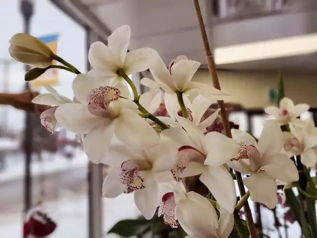Cymbidium Orchid