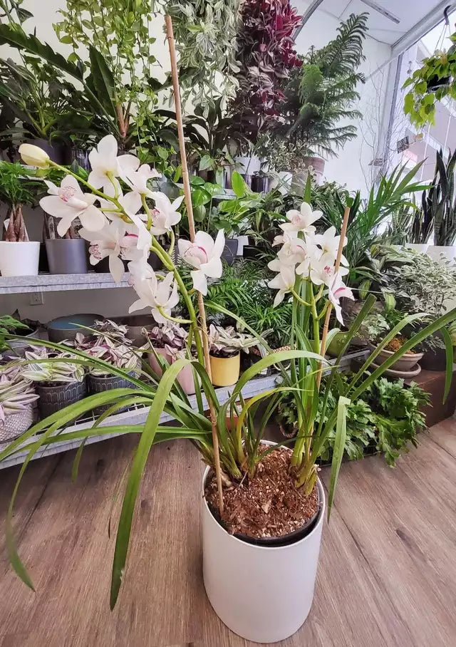 Cymbidium Orchid