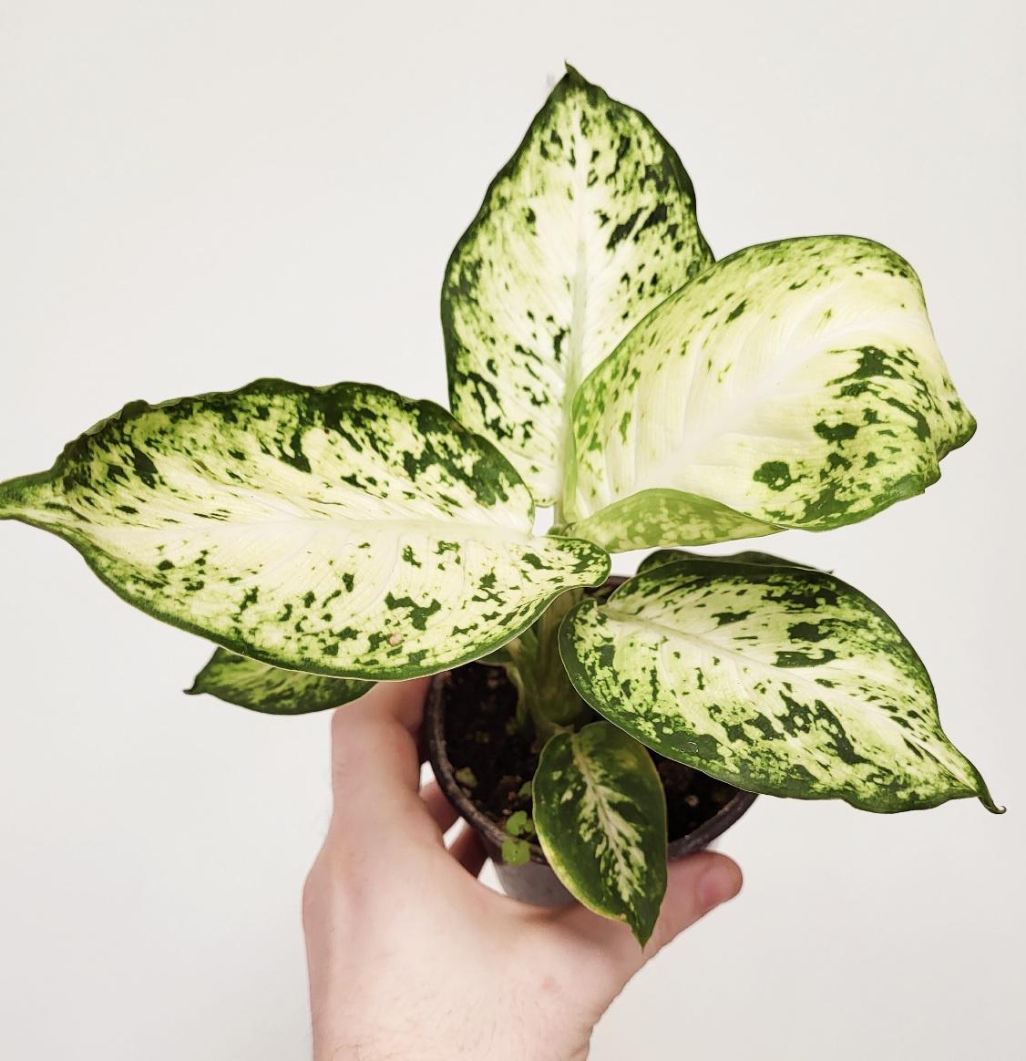 dieffenbachia 'amy' Dieffenbachia 'Amy' – Wild Willy's Plants and Flowers