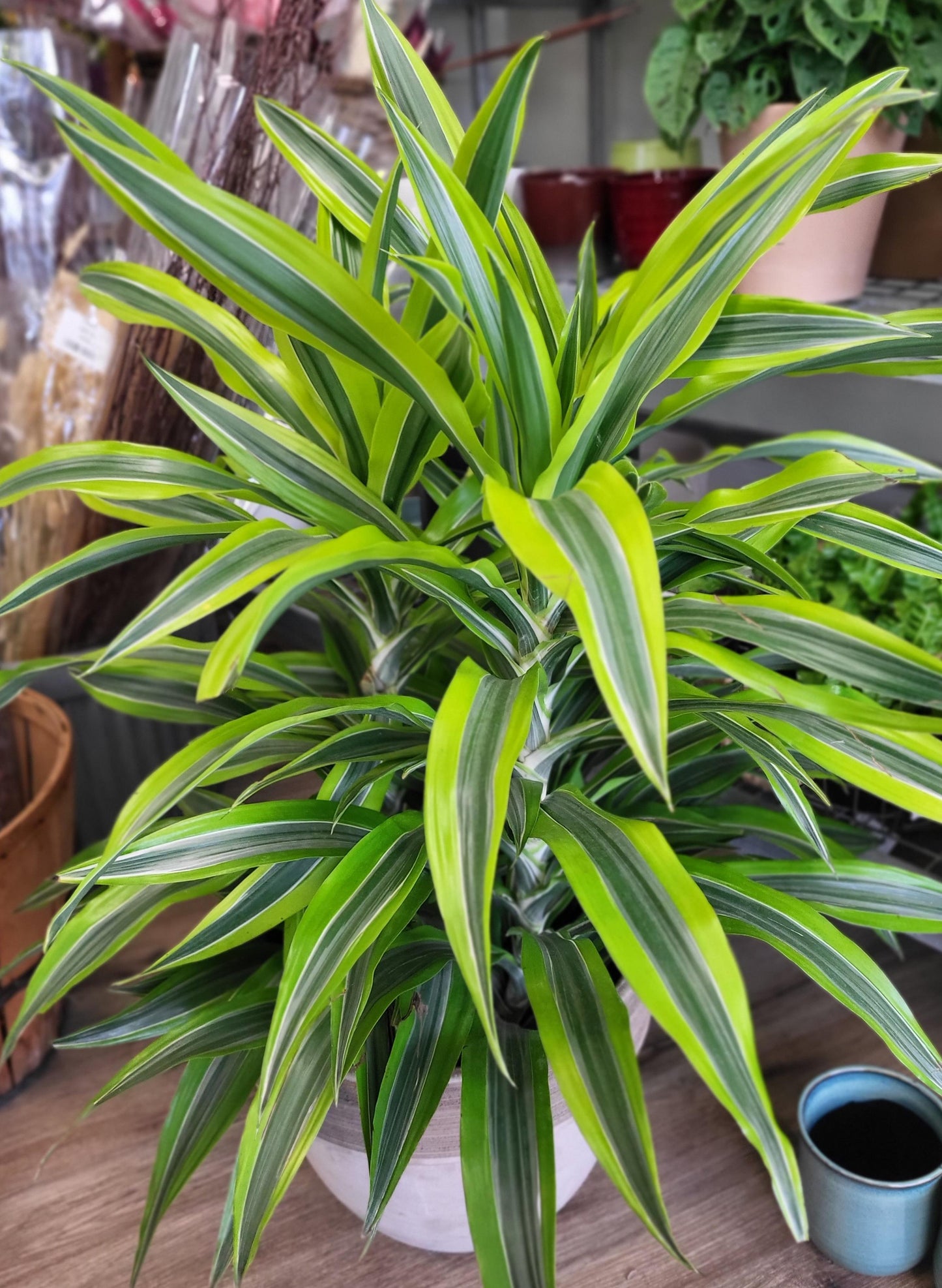 Dracaena ‘Lemon Lime’