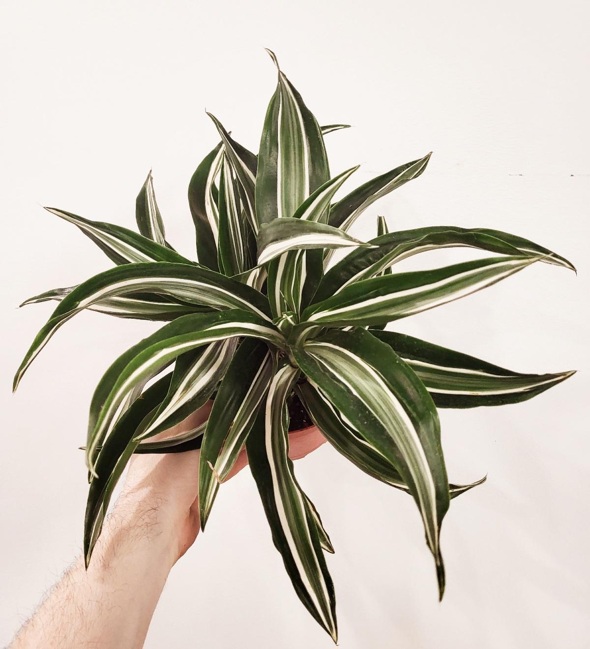 Dracaena fragrans 'Dragon Jade Jewel'