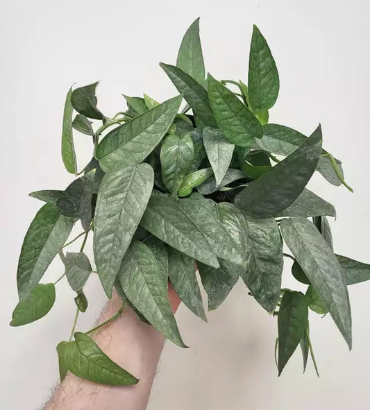 Epipremnum pinnatum 'Cebu Blue' - Cebu Blue Pothos