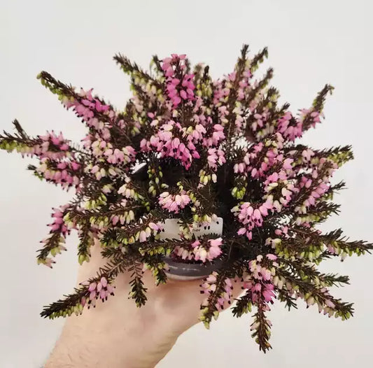 Erica x darleyensis - Heather
