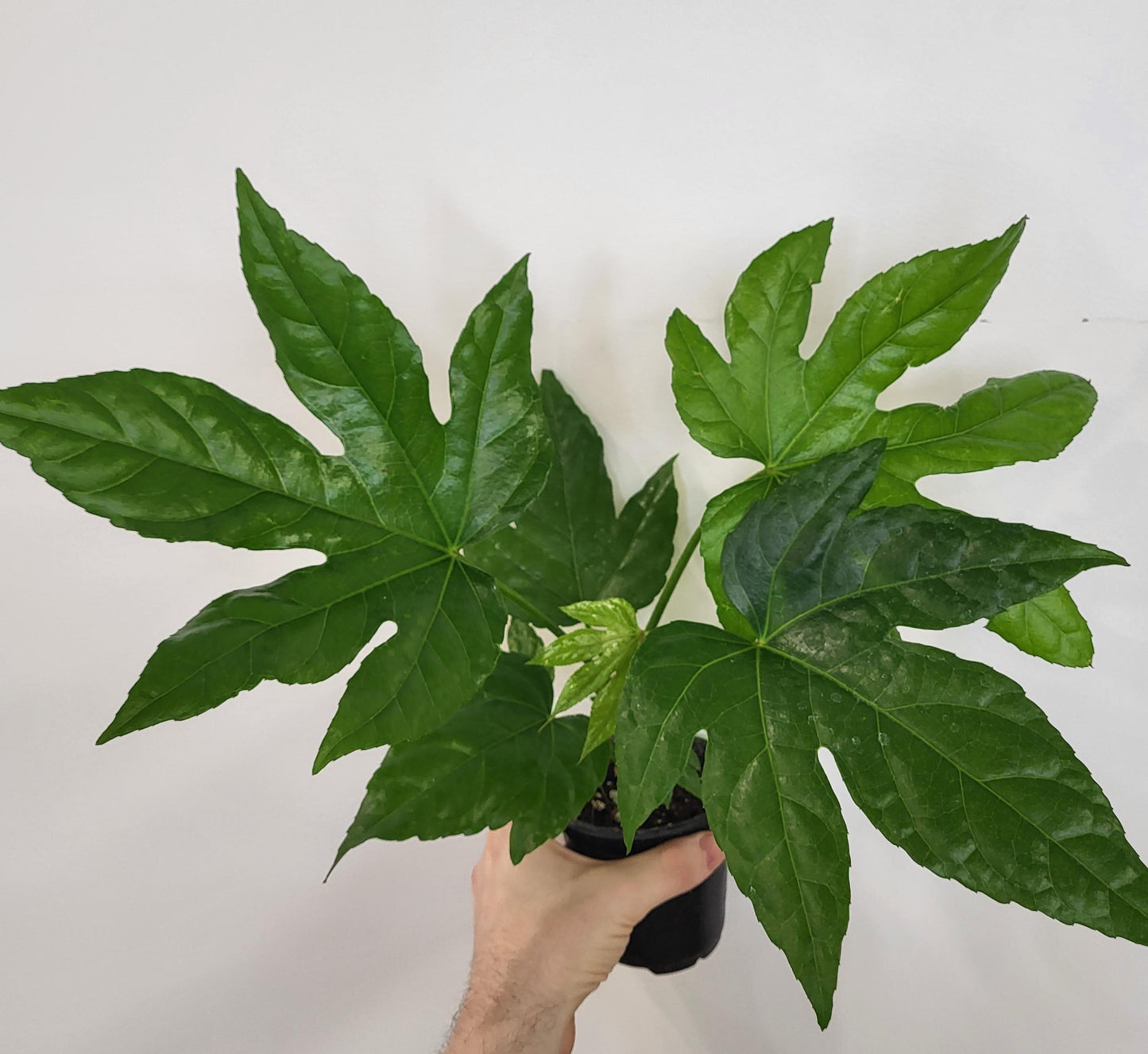 Fatsia japonica - Fatsia