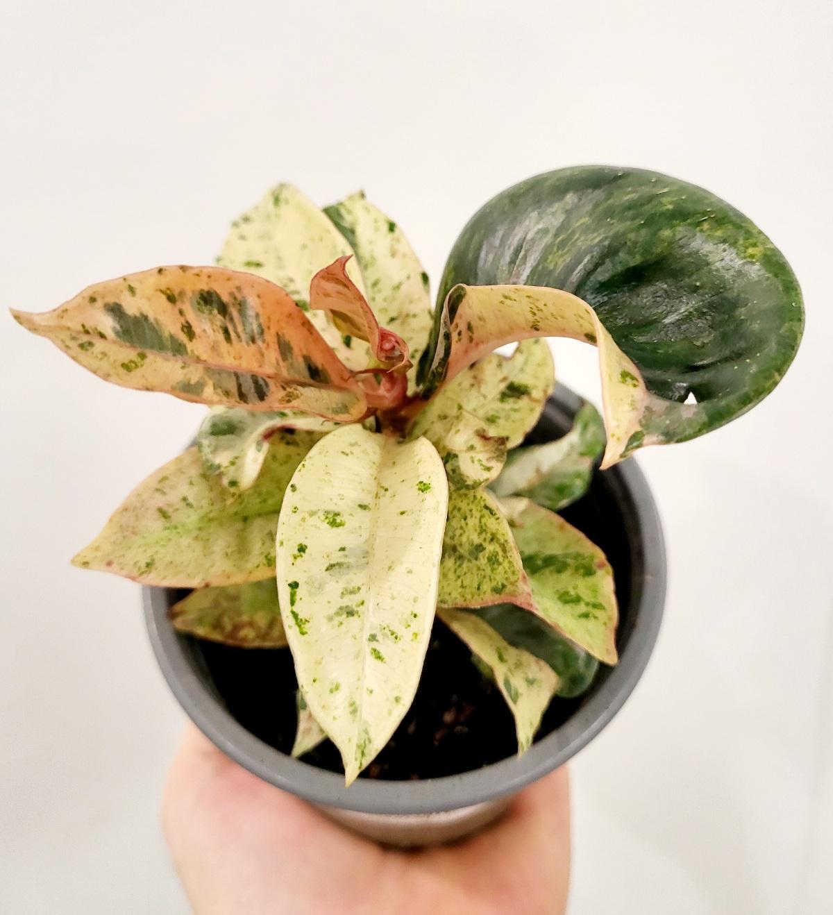 moonshine rubber tree Ficus elastica 'Moonshine'