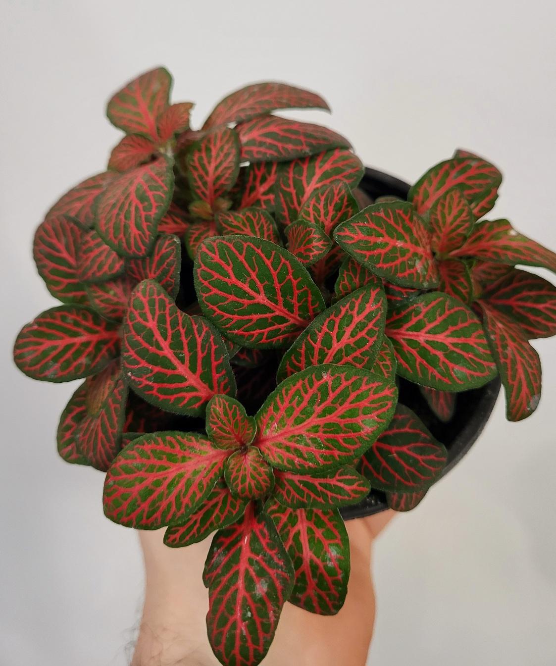 Fittonia albivenis - Mosaic Plant (Assorted)