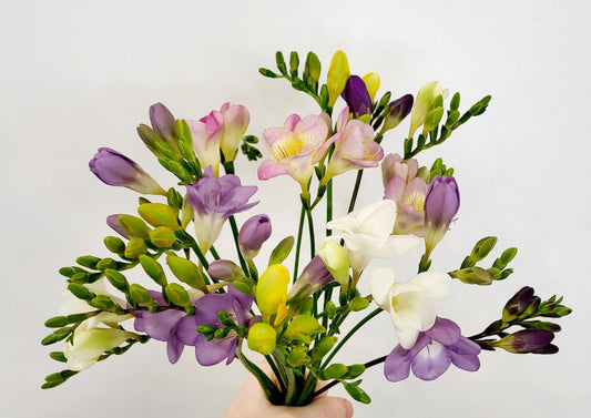 Made with Love - Freesia Fiesta