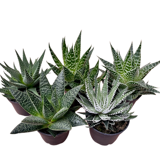 Gasteria/Aloe/Haworthia Assorted Mix