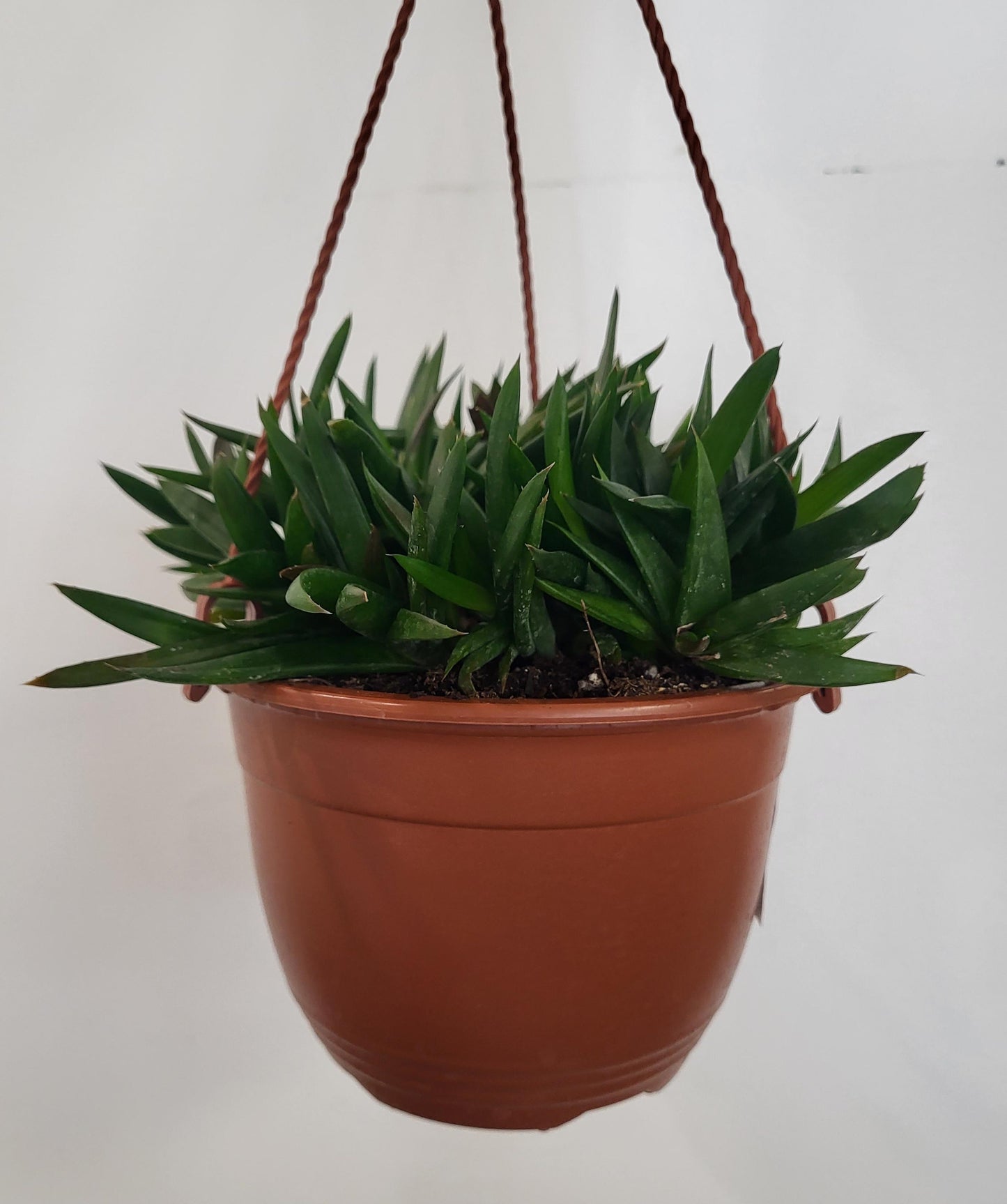 Haworthia pentagona