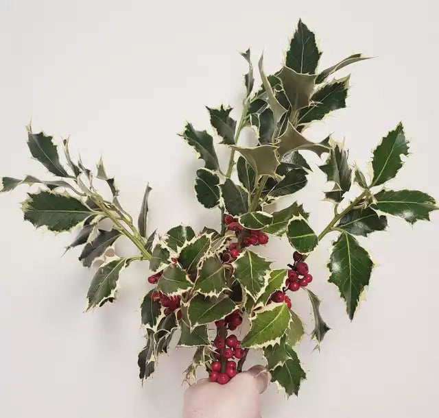 Bags of Holly